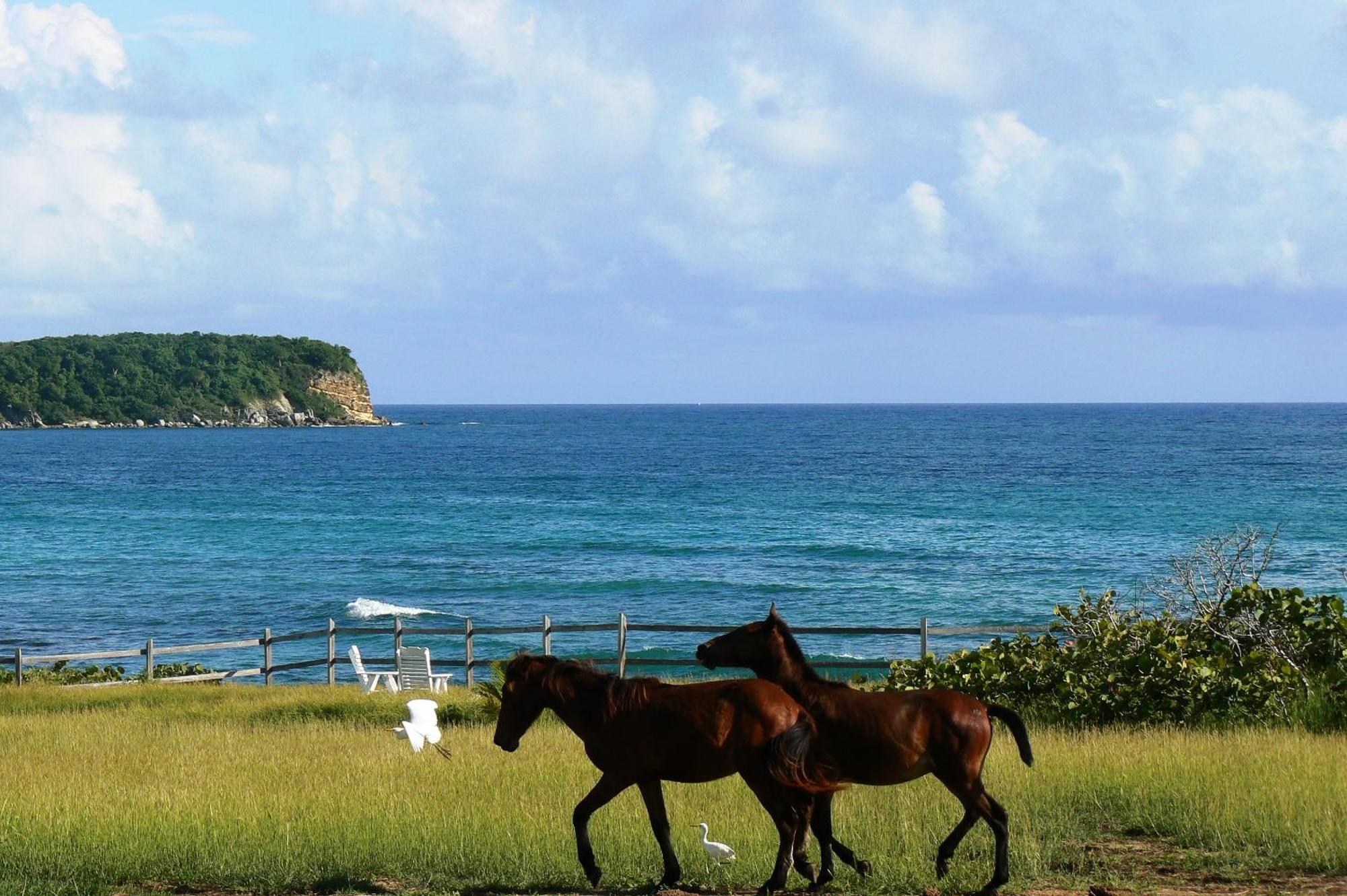 Blue Horizon Boutique Resort (Adults Only) Vieques Exteriér fotografie